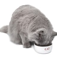 Diabetes mellitus in cats | Dr. Justine Lee